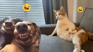 СМЕШНО ДО СЛЕЗ 😹😍 СМЕШНЫЕ КОТЫ, ЛУЧШИЕ ПРИКОЛЫ С КОТАМИ, СОБАКАМИ КОШКИ,СОБАКИ , ЖИВОТНЫЕ 🥰