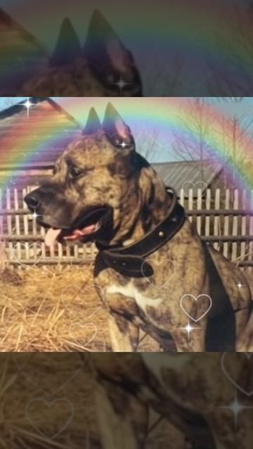 Мой любимый старичок