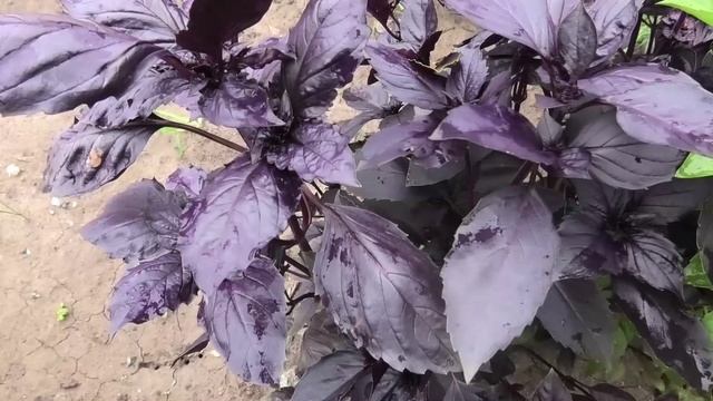 Базилик в августе, опыт выращивания.