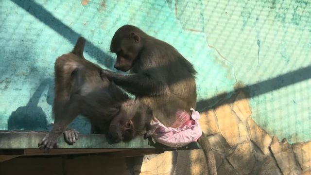 Люська продолжает ОГРЫЗАТЬСЯ на Влада и расстраивать его, а я пытаюсь ее вразумить) смотреть онлайн