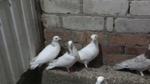 Голуби д.Андрея в Невинномысске!