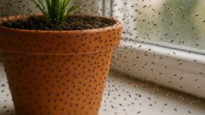 5 простых эффективных способов борьбы с мошками в комнатных цветах. Средство от мошек