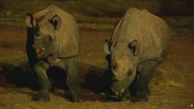 Животные, подобные нам. Медицина. ПЕРЕВОД. док.фильм смотреть онлайн