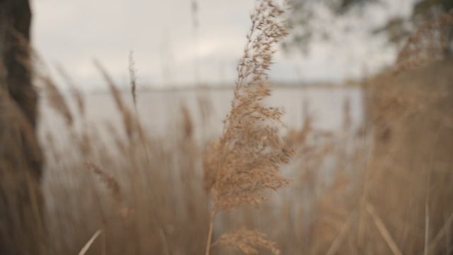 Sample video смотреть онлайн