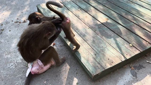 Влад РАССТРОИЛСЯ совсем из-за поведения Люси и Степа пришел утешить папу,ведь Люська его игнорит смотреть онлайн