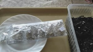 Посев очень красивого многолетника. Выращивание прострела (сон-травы) из семян #прострелы #поевсемян