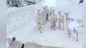 Оранский козовод поздравляет с Новым Годом и наступающим Рождеством! 🎄 ❄️