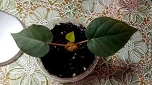 Мои цветочные покупки с выставок.