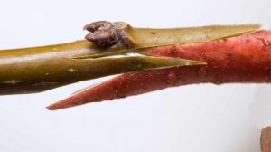 Прививка абрикоса медового на вишню, дикий миндаль, сливу и персик.