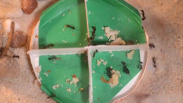 Что любят муравьи. Орехи смотреть онлайн