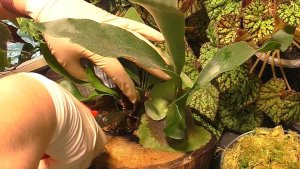 Платицериум гранде. Отделение деток с блока и посадка.