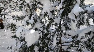 Снег кружится, летает...