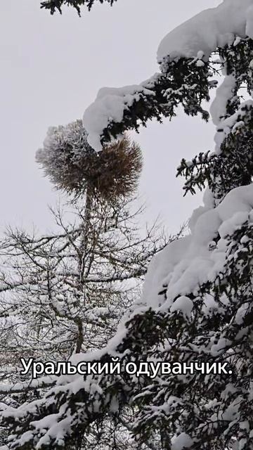 Башкирия, 2026. смотреть онлайн