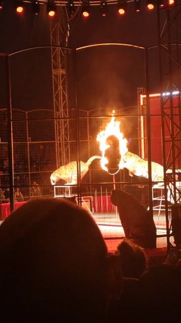 тигры через горящее кольцо mp4 смотреть онлайн