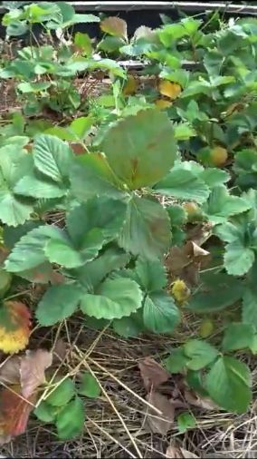 Для укрытия клубники можно использовать бархатцы смотреть онлайн