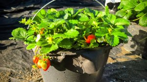 🍓🍓🍓 ВЫСОКИЕ ГРЯДКИ ДЛЯ КЛУБНИКИ 🍓🍓🍓