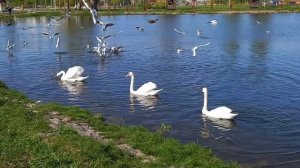 Не стреляйте в белых лебедей-стихи А Карповецкого,муз.и вокал Н.Жукова,монтаж В Зубковой