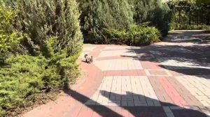 Я забираю Анфису покататься чтобы Финик расслабился, но она все равно бежит к Владу)))