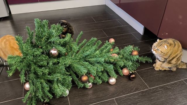 Первое видео в новом 2026😃🐱🐯🦁 смотреть онлайн