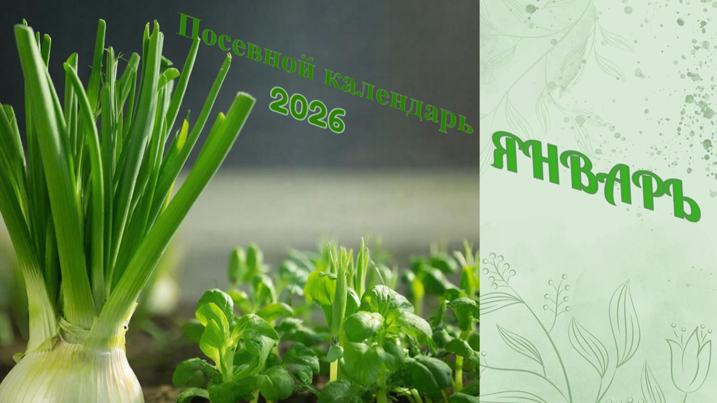 Лунный посевной календарь на январь 2026 года. Что посадить в январе, как выбрать семена смотреть онлайн