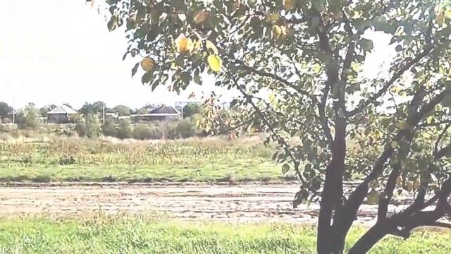 Сальск Осень Капустино 2019 смотреть онлайн