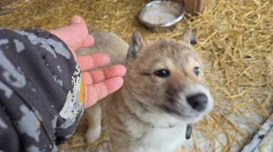 Перед отъездом щенка