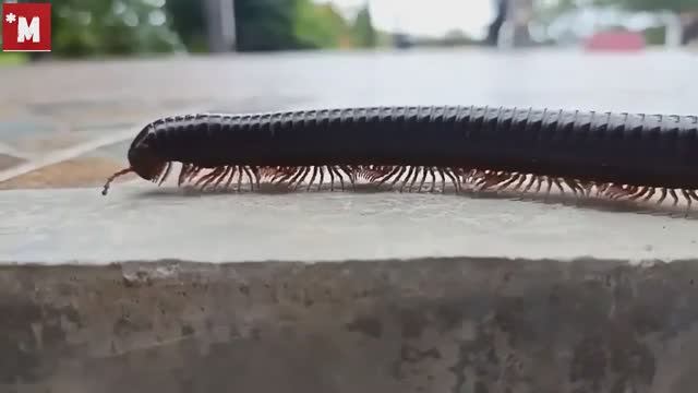 Кто такие Кивсяки_ смотреть онлайн