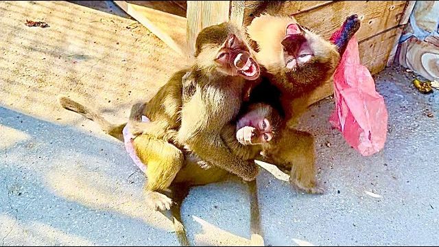 Мы В ШОКЕ! Люська КИНУЛАСЬ на Влада и не дает ему даже подойти близко к ней и Тосе! смотреть онлайн