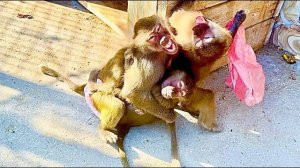 Мы В ШОКЕ! Люська КИНУЛАСЬ на Влада и не дает  ему даже подойти близко к ней и Тосе!