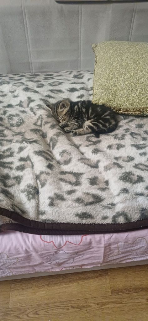 я купил нового кота смотреть онлайн