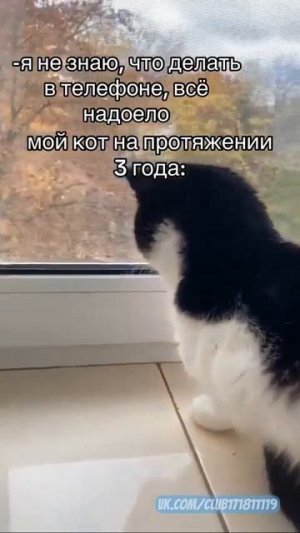 кот шарит за движ!!)))