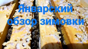 Январский обзор зимовки пчёл. Зимовка пчёл при постоянной плюсовой температуре.