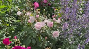 ЧАСТНЫЙ САД В ГЕРМАНИИ  БЕЛЫЙ КОТТЕДЖНЫЙ САД у голубого дома в Бюттельборне. Гессен