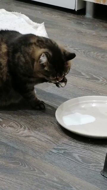 А где ложка? Кошки тоже люди. смотреть онлайн