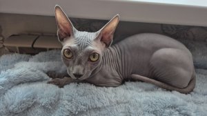 Наша Мишель. Лысая кошка. Канадский сфинкс.