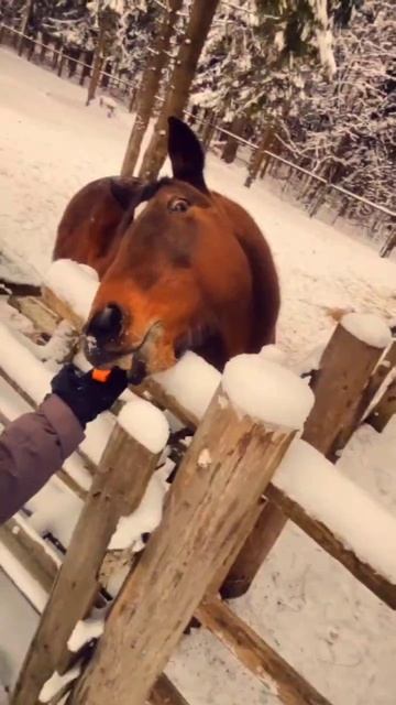 С Новым годом