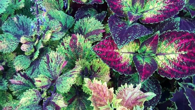 Колеусы - главное. Часть 3. Болезни и вредители смотреть онлайн