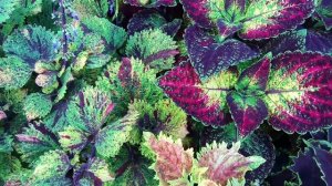 Колеусы - главное. Часть 3. Болезни и вредители