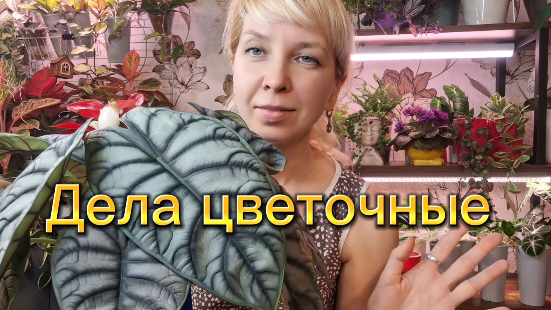 Дела цветочные: новая вариегатная алоказия, пересадка малышей, обзор растений смотреть онлайн