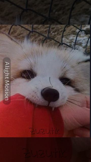 Лисички! 🦊