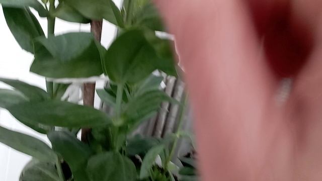 ЭУСТОМА ИЗ ТЕПЛИЦЫ РАСТËТ В КВАРТИРЕ. смотреть онлайн