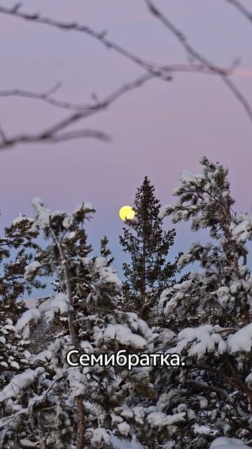 Семибратка. Лес. смотреть онлайн