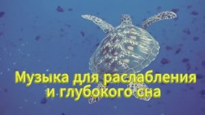 Музыка для сна обитатели Красного моря 🦑🐠🐟🐡