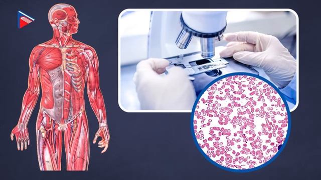 8 класс - Биология - Наука о человеке, методы исследован смотреть онлайн