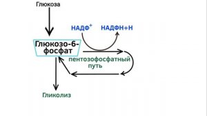 Пентозофосфатный путь