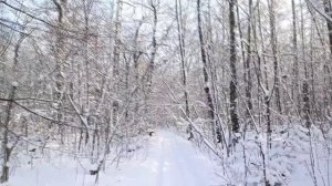 Зимний лес 1 января 2026