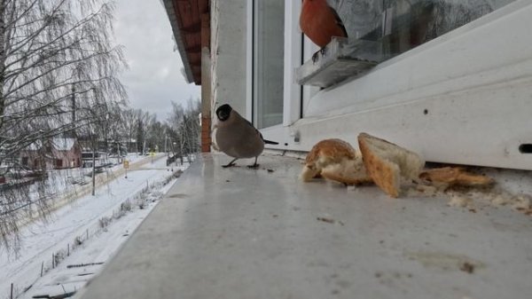 Акция! Покорми птиц зимой!