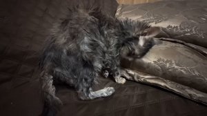 Мона мужественно выдержала купание, фактически даже не возмущаясь, молодец!