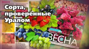 Сорта ягодных культур для любого сада. Обзор опытного садовода
