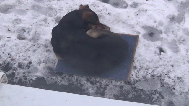 3 января 2026 года  - коврик для собакенов